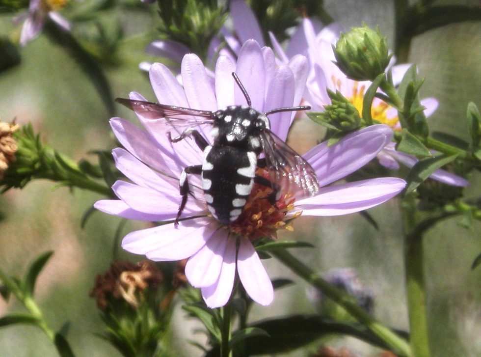 Thyreus cf. histrionicus (Apidae Anthophorinae)